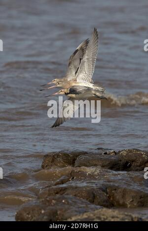 Bar-tailed Uferschnepfe (Limosa Lapponica) Stockfoto