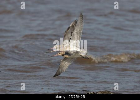 Bar-tailed Uferschnepfe (Limosa Lapponica) Stockfoto