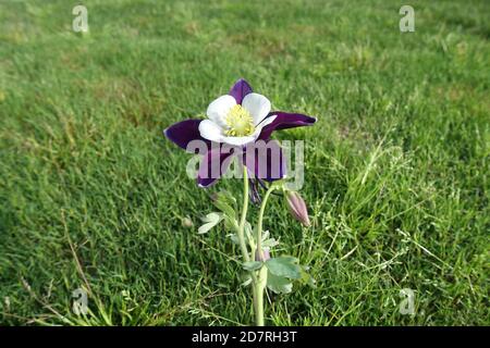 Violette Aquilegia Blume mit gelbem Staubgefäß Stockfoto