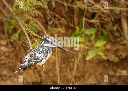 Ein Rattenfischer (Ceryle rudis), der auf einem Zweig sitzt, Queen Elizabeth National Park, Uganda. Stockfoto