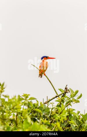 Malachit-Eisvogel (Alcedo cristata) an einer Zweigstelle, Queen Elizabeth National Park, Uganda. Stockfoto