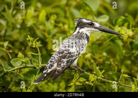 Ein Rattenfischer (Ceryle rudis), der auf einem Zweig sitzt, Queen Elizabeth National Park, Uganda. Stockfoto