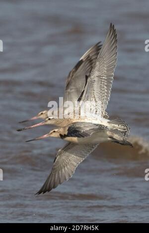 Bar-tailed Uferschnepfe (Limosa Lapponica) Stockfoto