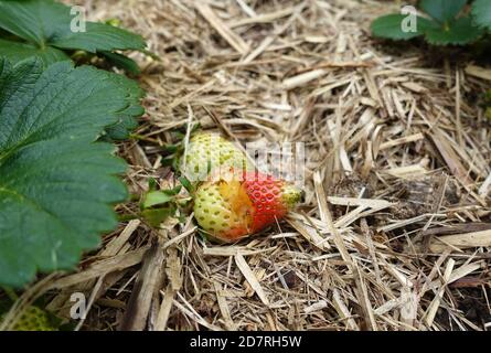 Unreife Erdbeeren, die Schäden durch Wildvögel zeigen. Stockfoto