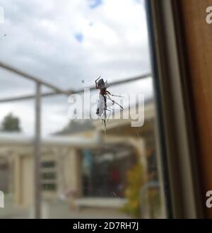 Kleine Spinne fängt und beginnt, eine Fliege zu wickeln Stockfoto