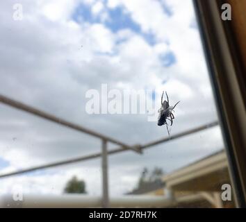 Eine kleine braune Spinne fängt an, eine Gefangene Fliege zu wickeln. Stockfoto