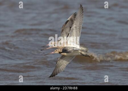 Bar-tailed Uferschnepfe (Limosa Lapponica) Stockfoto