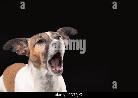 Der lustige Jack Russell Terrier scheint mit weit geöffnetem Mund zu schreien. Hundekopf vor schwarzem Hintergrund, Kopierraum Stockfoto