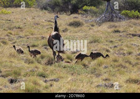 Rüde Emu und seine Küken in Westaustralien Stockfoto