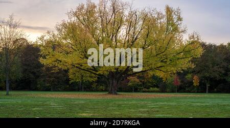 Wetter, Deutschland, Rheinland Pfalz, Speyer, Gipfelsau, Oktober 25. Herbstliche Stimmung am Morgen des 25.10.2020 in Speyer mit Blick auf den herbstl Stockfoto