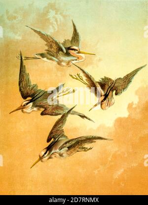 Heronsschwarm auf der Flucht vor "Birds on the wing" von Giacomelli [Hector Giacomelli (1. April 1822 in Paris – 1. Dezember 1904 in Menton), war ein französischer Aquarellist, Kupferstecher und Illustrator, am besten bekannt für seine Vogelbilder.] Erschienen in London bei Thomas Nelson & Sons 1878. Das Buch enthält handkolorierte Tafeln mit begleitendem Text in Versen Stockfoto