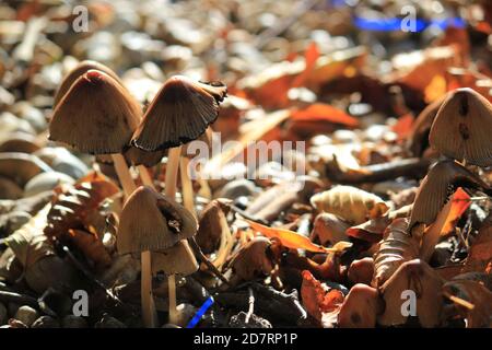 Liberty Cap Pilze, auch bekannt als Magic Pilze, die im Herbst wachsen, trockener Blatthintergrund - psilocybe semilanceata Stockfoto