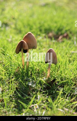 Liberty Cap Pilze, auch bekannt als Magic Pilze, die im Grasland wachsen - psilocybe semilanceata Stockfoto