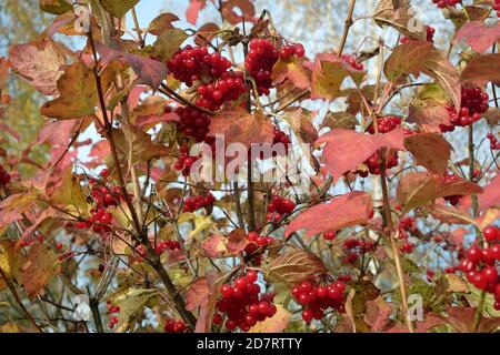 Roter Viburnum-Bund mit reifen Beeren hängt am Ast Vorne verwischen Herbst Hintergrund Nahaufnahme Stockfoto