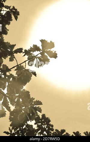 Goldene, herbstliche Eichenblätter auf Baum gegen hellen, gelben Abendhimmel. Sonne scheint durch und um Blätter auf Zweig, wie es untergeht Stockfoto