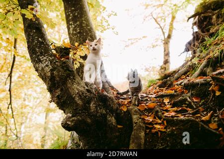 Zwei niedliche Katzen spazieren im Wald Stockfoto