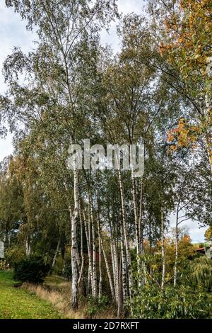 Gruppe von selbstgesät Silber Birke Bäume in einem englischen privaten Garten Stockfoto