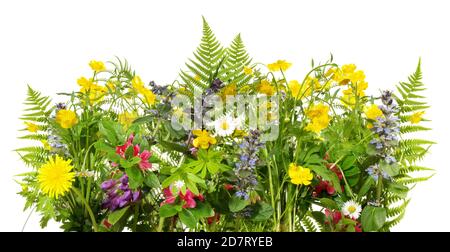 Wilde Wiesenblumen Panorama-Isoladet auf weißem Hintergrund Stockfoto