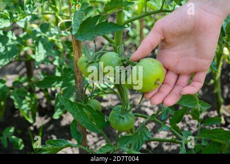 Tomate mit Kupfersulfat besprüht ist dies Prävention von phytophthora. Stockfoto