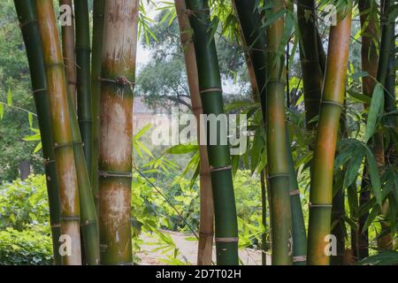 Nahaufnahme Bambusstämme im Wald, Foto für Ihre Tapeten Stockfoto