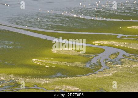 Strand dringt in Grün mit Algen Stockfoto