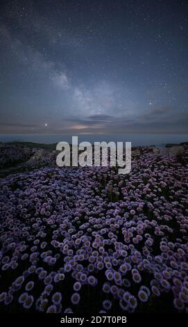 Flohblume in Blüte bei Nacht mit der Milchstraße, Isle of Portland, Dorset, England, Großbritannien Stockfoto