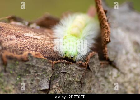 Große gelb behaarte Raupe mit buschig rotem Schwanz (Calliteara pudibunda) Versteckt sich unter Baumrinde mit langen giftigen Haaren und grün Farbe und Falken Stockfoto