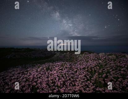 Flohblume in Blüte bei Nacht mit der Milchstraße, Isle of Portland, Dorset, England, Großbritannien Stockfoto