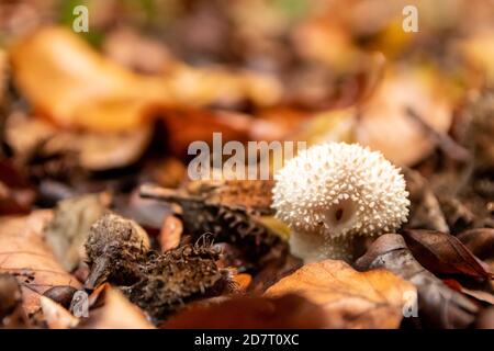 Große Pilze in einem Wald gefunden auf Pilze Tour in Herbst mit braunem Laub in Hintergrundbeleuchtung auf dem Boden in Pilze als köstlich würzen Stockfoto