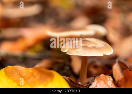 Große Pilze in einem Wald gefunden auf Pilze Tour in Herbst mit braunem Laub in Hintergrundbeleuchtung auf dem Boden in Pilze als köstlich würzen Stockfoto