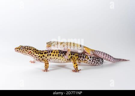 Zwei niedliche Leopardengeckos (Eublepharis Macularius) auf weißem Hintergrund. Stockfoto