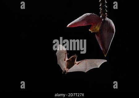 Orange Nectar bat (Lonchophylla robusta) Fütterung von Bananenblüten (Blütenstand moussa), Tiefland Regenwald, Costa Rica Stockfoto