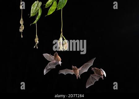 Drei Pallas-Langklatten (Glossophaga soricina), die sich von Blumen, Tiefland-Regenwald, Costa Rica ernähren Stockfoto