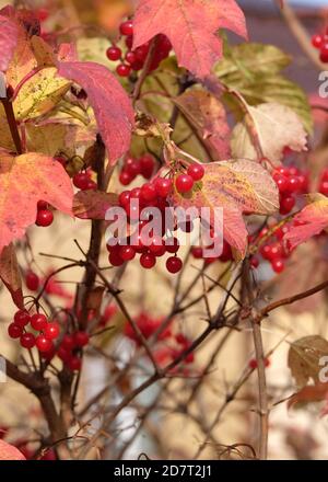 Roter Viburnum-Bund mit reifen Beeren hängt am Ast Vorne verwischen Herbst Hintergrund Nahaufnahme Stockfoto