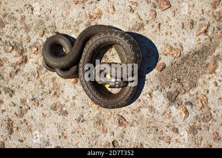 Grasnatter sonnt sich in der Sonne (Natrix natrix) Stockfoto