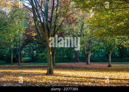 Mehrfarbige Herbstbäume werfen ihre Blätter auf den Boden Herbst Stockfoto