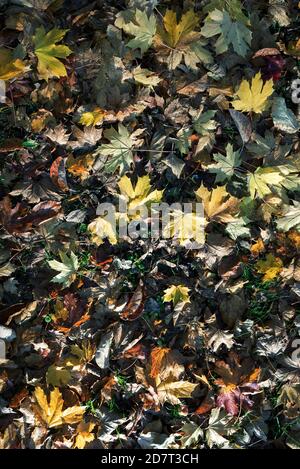Dark green, amber, yellow and purple colourful Autumn leaves close up Stockfoto
