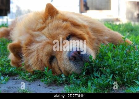 Hund rot Chow Chow liegt auf dem Gras Stockfoto