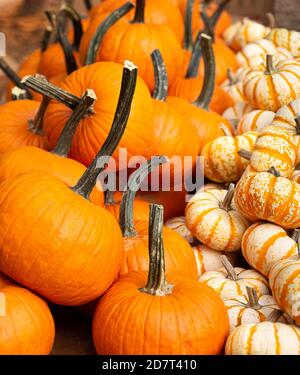 Verschiedene Kürbisse zum Verkauf auf einem lokalen Markt Stockfoto