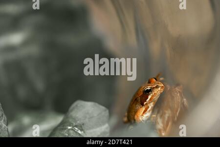 Isolierter Frosch klettert im Glas. Selektiver Fokus, Farbfotografie, Makro-, Naturfotografie. Stockfoto