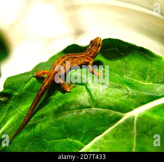 Eidechse auf einem Blatt. Draufsicht, Vollformat, Kopierbereich, Farbfoto Stockfoto