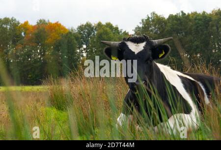 Kuh schaut auf Kamera im Feld auf dem Bauernhof. Horizontale Komposition, Kopierbereich, Vollformat, Farbfoto. Stockfoto