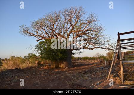 Alte Noonkanbah Station Stockfoto