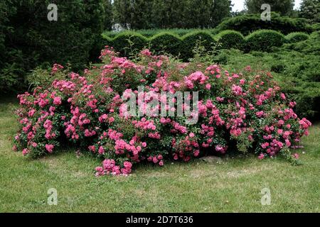 Wałbrzych, Polen - 18. Juli 2020: Der rosa Rosenstrauch wächst im Garten des Palmenhauses in Walbrzych Stockfoto