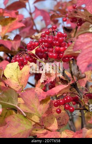 Roter Viburnum-Bund mit vielen reifen Beeren hängt an der Zweig vor Unschärfe Herbst Hintergrund vertikale Ansicht Nahaufnahme Stockfoto