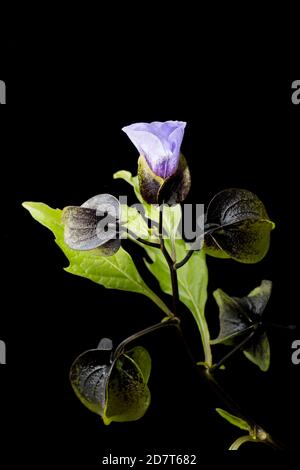 Ein blühendes Beispiel der Shoo-Fliegenpflanze, Nicandra physihalodes, das neben einer Straße wächst. Es ist in Südamerika heimisch. Schwarzer Hintergrund Stockfoto