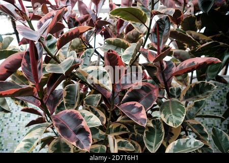 Wałbrzych, Polen - 18. Juli 2020: Nahaufnahme des Feigenbaums, Ficus. Palmenhaus in Walbrzych Stockfoto