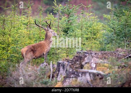 Rothirsch im Wald Stockfoto