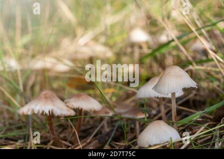 Gruppe von erdigen Inocybe wilden giftigen Pilzen in der Herbstnatur zu verlieben. Stockfoto