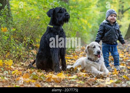 Cute Baby Boy posiert mit Big Black Schnauzer Hund Und Golden Retriever Hund in der Herbstnatur Stockfoto